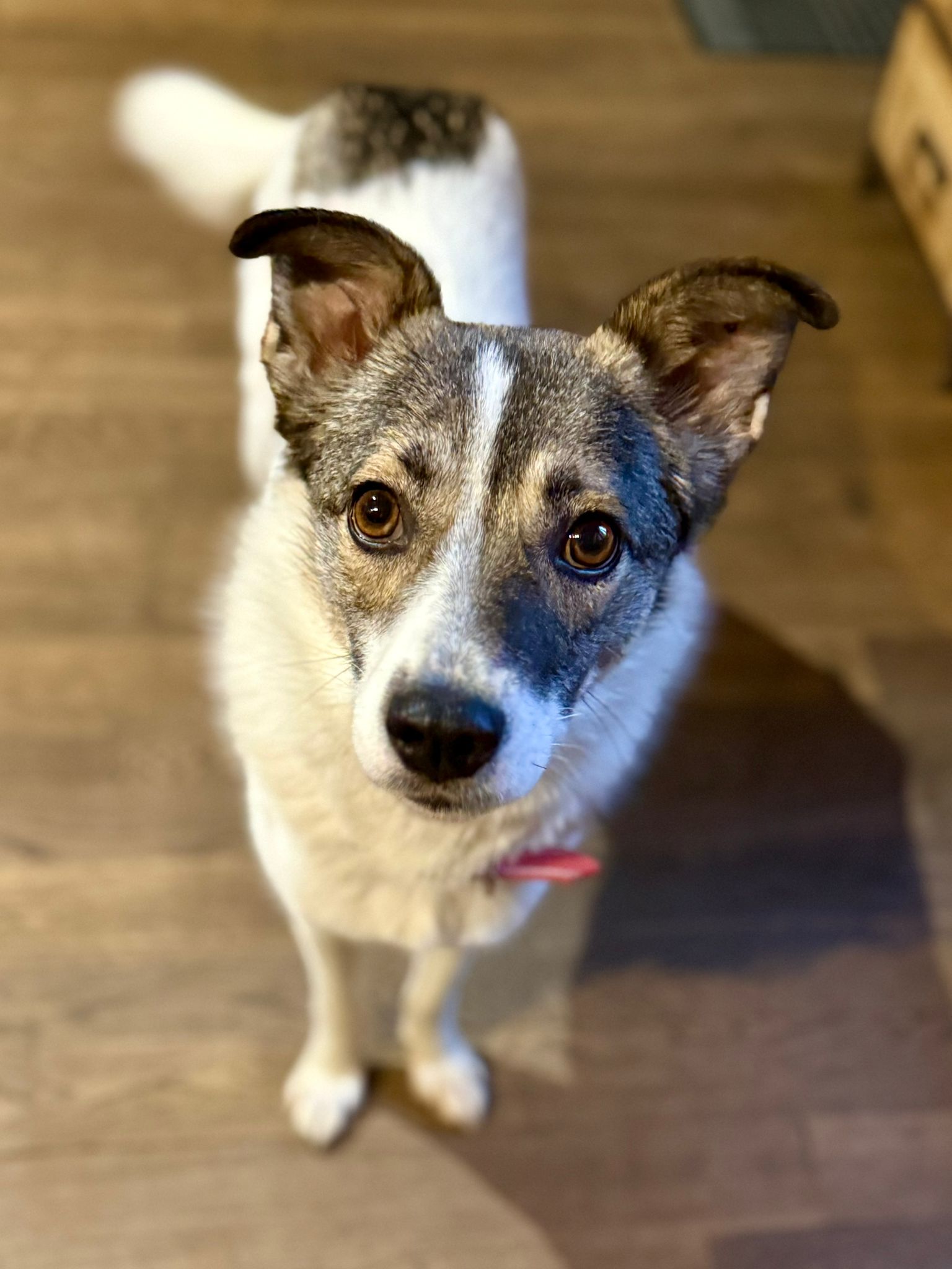 Chiens à adopter
